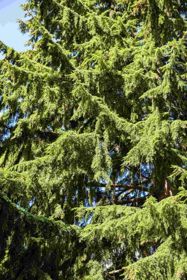 Tsuga hétérophylle Tsuga heterophylla arbuste Tsuga heterophylla arbuste