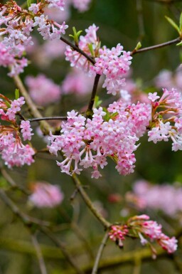Viorne de bodnant Viburnum bodnantense 'Dawn' arbuste Viburnum bodnantense 'Dawn' arbuste
