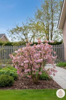 Viburnum bodnantense 'Dawn' arbuste