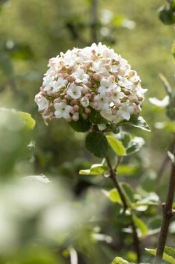 Viorne de carles Viburnum carlesii 'Aurora' arbuste Viburnum carlesii 'Aurora' arbuste