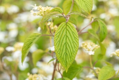 Boule de neige japonaise Viburnum plicatum 'Kilimandjaro' arbuste Viburnum plicatum 'Kilimandjaro' arbuste