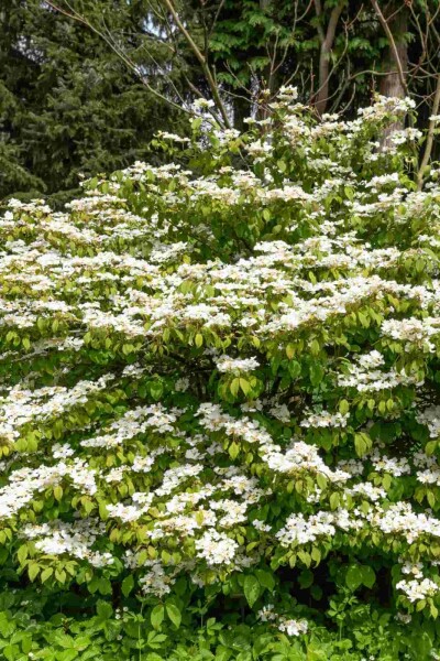 Viburnum plicatum 'Kilimandjaro Sunrise'