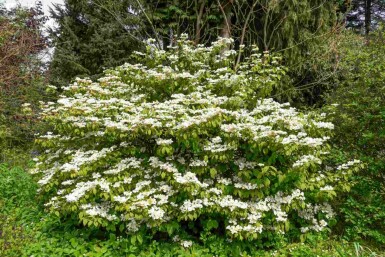 Viburnum plicatum 'Kilimandjaro Sunrise'