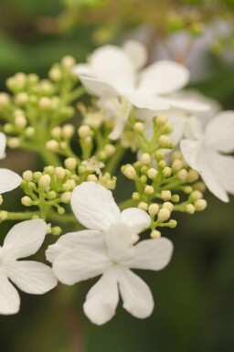 Viorne plissée Viburnum plicatum 'Watanabe' arbuste Viburnum plicatum 'Watanabe' arbuste