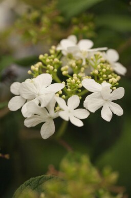 Viorne plissée Viburnum plicatum 'Watanabe' arbuste Viburnum plicatum 'Watanabe' arbuste