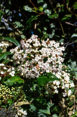 Viburnum tinus 'Gwenllian'