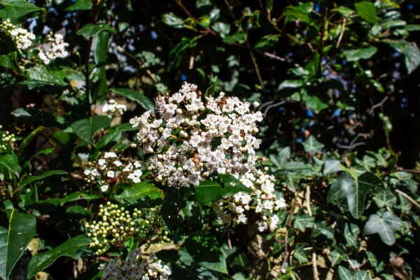 Viburnum tinus 'Gwenllian' arbuste