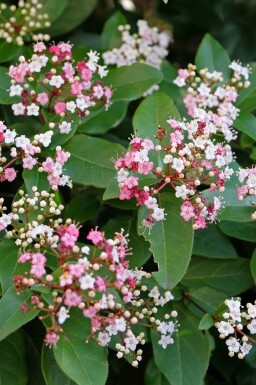 Viorne tin Viburnum tinus 'Lisa Rose' arbuste Viburnum tinus 'Lisa Rose'