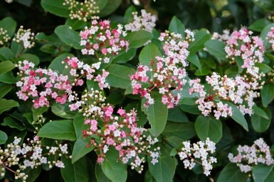 Viorne tin Viburnum tinus 'Lisa Rose' arbuste Viburnum tinus 'Lisa Rose'