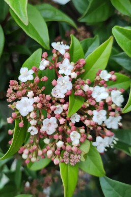 Viorne tin Viburnum tinus 'Spirit' arbuste Viburnum tinus 'Spirit'