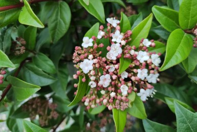 Viorne tin Viburnum tinus 'Spirit' arbuste Viburnum tinus 'Spirit'
