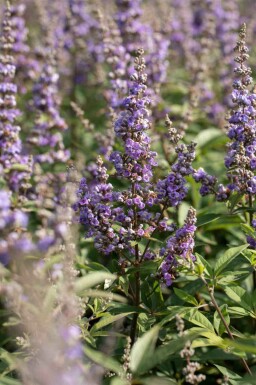 Vitex agnus-castus