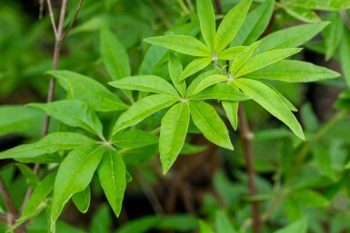Vitex agnus-castus
