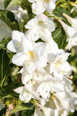 Weigélia Weigela 'Candida' arbuste Weigela 'Candida'