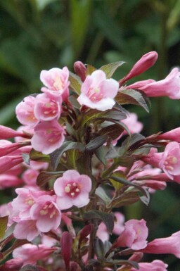 Weigélia Weigela florida 'Nana Purpurea' arbuste Weigela florida 'Nana Purpurea'