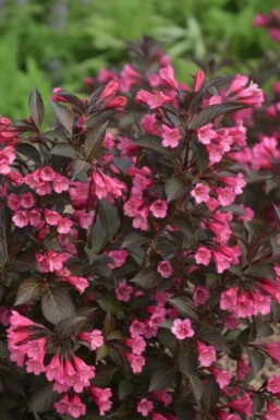 Weigélia Weigela 'Naomi Campbell' arbuste Weigela 'Naomi Campbell' arbuste