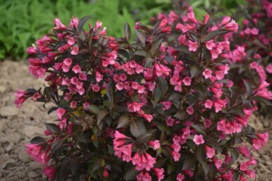 Weigélia Weigela 'Naomi Campbell' arbuste Weigela 'Naomi Campbell' arbuste