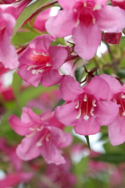 Weigélia Weigela 'Rosea' arbuste Weigela 'Rosea'