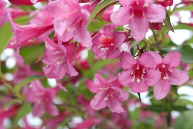 Weigélia Weigela 'Rosea' arbuste Weigela 'Rosea'
