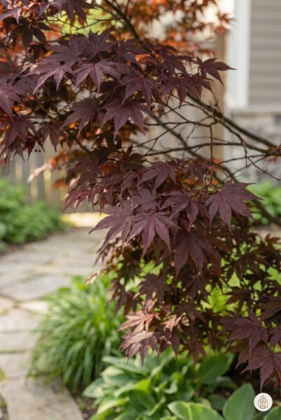 Acer palmatum 'Atropurpureum' arbuste 60-80 cm
