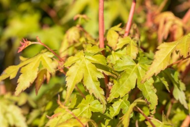 Acer palmatum 'Bi Hoo' C3 30-40