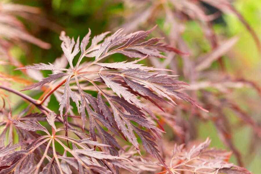 Érable du japon Acer palmatum 'Inabe-shidare' arbuste 30-40 C3 Acer palmatum 'Inabe-shidare' arbuste 30-40 cm