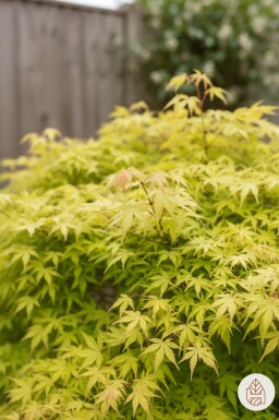 Acer palmatum 'Katsura' arbuste 40-50 cm