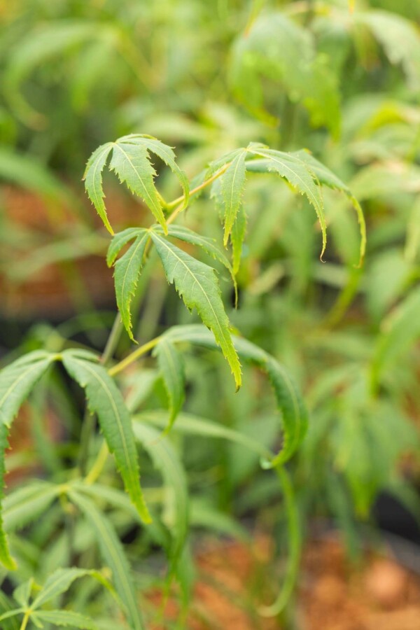 Érable du japon Acer palmatum 'Koto-no-ito' arbuste 40-50 C5 Acer palmatum 'Koto-no-ito' arbuste 40-50 cm