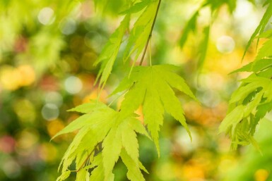 Acer palmatum 'Orange Dream' C5 60-80