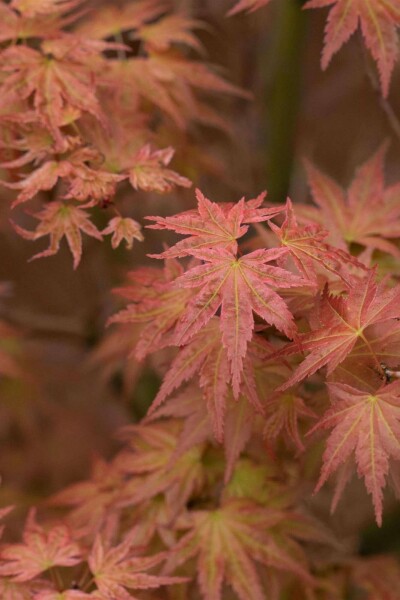 Acer palmatum 'Phoenix' C3 30-40