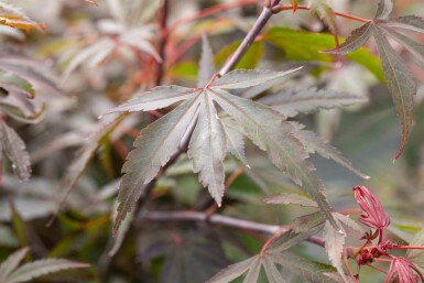 Acer palmatum 'Shaina' C3 30-40