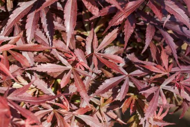 Acer palmatum 'Shaina' C7,5 60-80