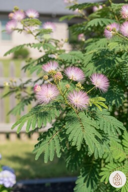 Albizia julibrissin arbuste 40-50 cm