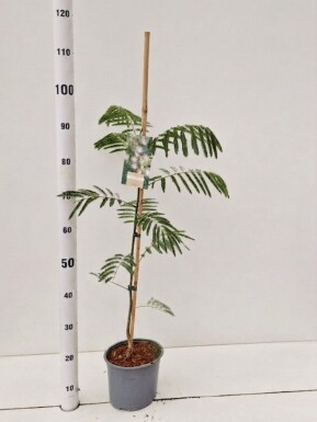 Albizia julibrissin tuteuré 50-60 cm