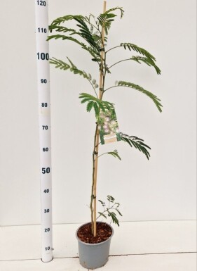 Albizia julibrissin tuteuré 100-125 cm
