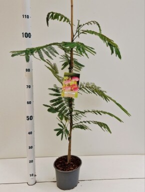 Albizia julibrissin 'Ombrella' arbuste 80-100 cm