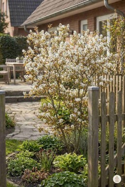 Amelanchier lamarckii arbuste 150-175 cm