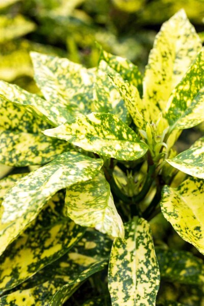 Aucuba du japon Aucuba japonica 'Crotonifolia' arbuste 20-30 C2,5 Aucuba japonica 'Crotonifolia' arbuste 20-30 cm