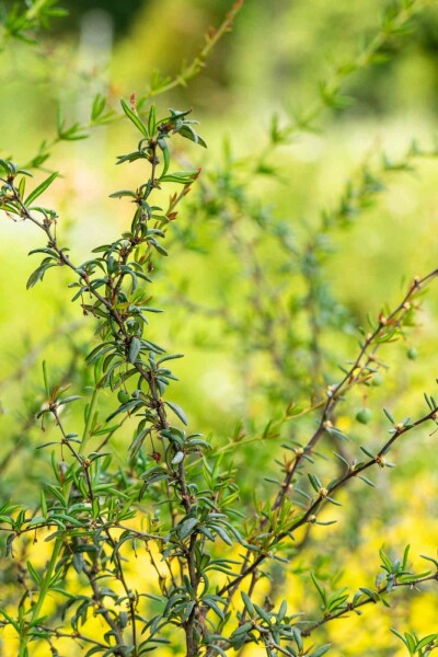 Berbéris à feuilles étroites Berberis stenophylla arbuste 25-30 C2 Berberis stenophylla arbuste 25-30 cm