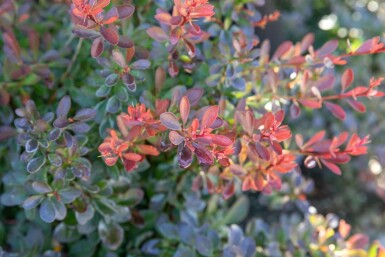 épine-vinette de Thunberg Berberis thunbergii 'Bagatelle' arbuste Berberis thunbergii 'Bagatelle'