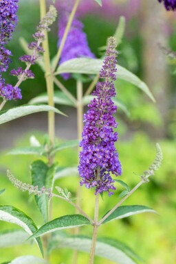 Buddleja davidii 'Empire Blue' C2 30-40