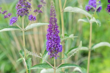 Buddleja davidii 'Empire Blue' C2 30-40