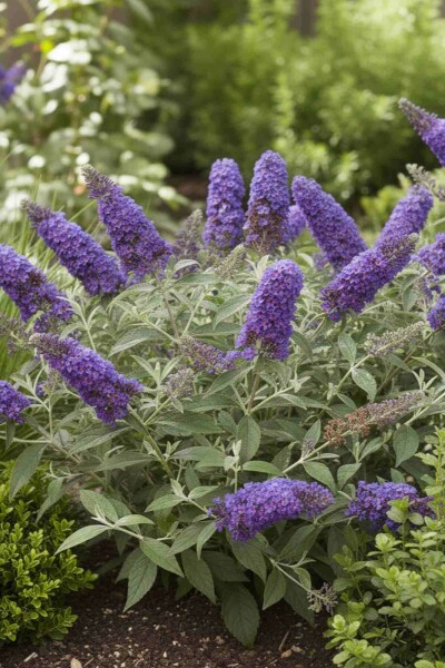 Buddleja davidii 'Free Petite Blue Heaven' arbuste 20-25 cm