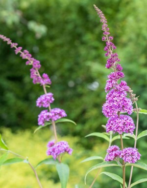 Arbre aux papillons Buddleja davidii 'Ile de France' arbuste 30-40 C2 Buddleja davidii 'Ile de France' arbuste 30-40 cm