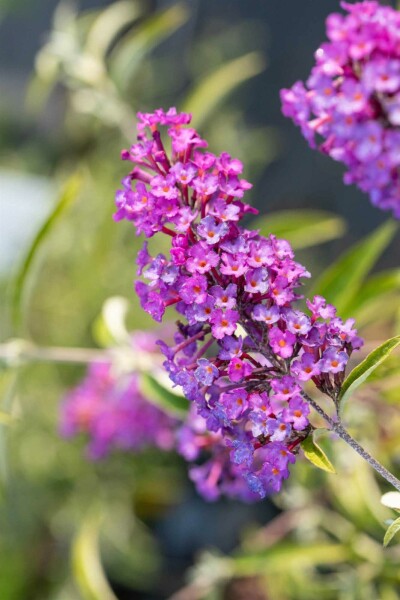 Arbre aux papillons Buddleja davidii 'Nanho Purple' arbuste 30-40 C3 Buddleja davidii 'Nanho Purple' arbuste 30-40 cm