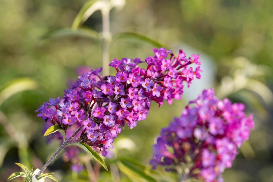 Arbre aux papillons Buddleja davidii 'Nanho Purple' arbuste 30-40 C3 Buddleja davidii 'Nanho Purple' arbuste 30-40 cm
