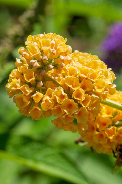 Arbre aux papillons Buddleja weyeriana 'Sungold' arbuste 30-40 C3 Buddleja weyeriana 'Sungold' arbuste 30-40 cm