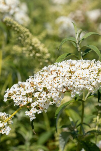 Arbre aux papillons Buddleja 'White Chip' arbuste 30-40 C3 Buddleja 'White Chip' arbuste 30-40 cm
