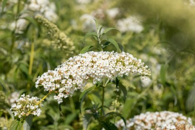 Arbre aux papillons Buddleja 'White Chip' arbuste 30-40 C3 Buddleja 'White Chip' arbuste 30-40 cm