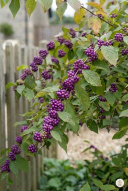 Callicarpa bodinieri 'Profusion' arbuste 125-150 cm